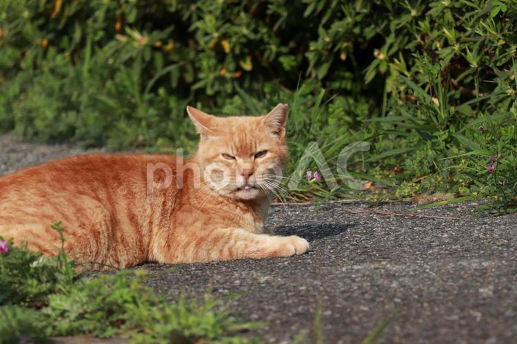 こちらをうかがう猫 猫,ねこ,ネコの写真素材