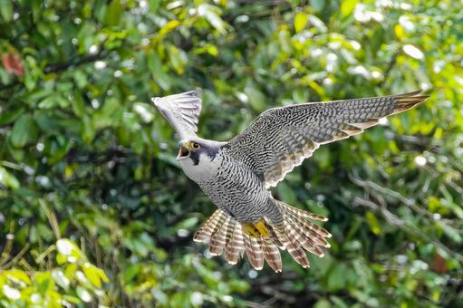 Photo, hayabusa, falcon, jump, 