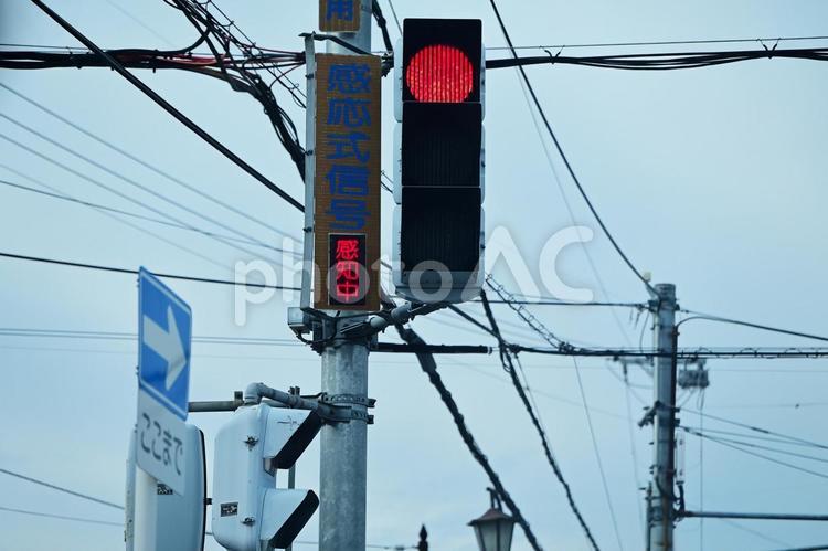 感応式の信号機 感応式信号機,赤信号,信号機の写真素材
