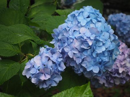 紫陽花 紫陽花 アジサイ,グリーン,ブルーの写真素材