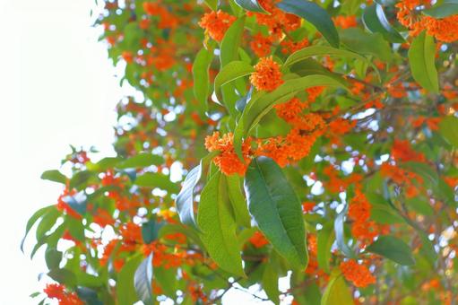 キンモクセイ　花　空 キンモクセイ,金木犀,木の写真素材