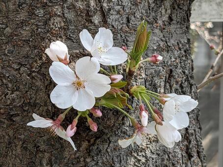 桜 花,お花,桜の写真素材