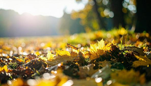 紅葉した落ち葉 紅葉した落ち葉の写真