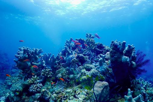 沖縄・西表島 青い海と珊瑚礁 沖縄・西表島 青い海と珊瑚礁 スキューバダイビング,ダイビング,珊瑚礁の写真素材