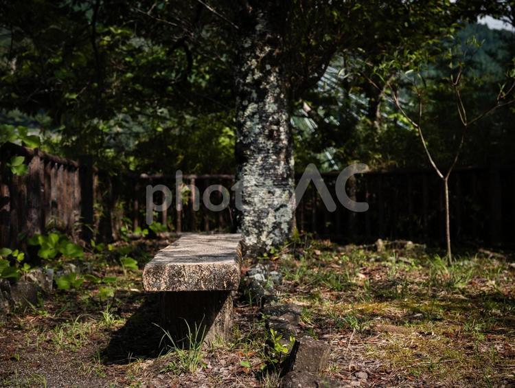 林道にある古びた木製ベンチと1本の木 ベンチ,木製,椅子の写真素材