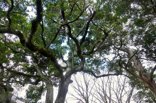 大沢 山神社のタブノキの群生 大沢 山神社のタブノキの群生の写真