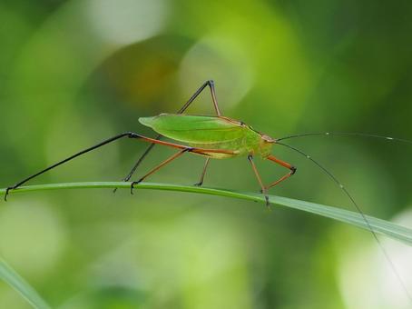 Photo, common beetle, tsuyumushi, locust, 