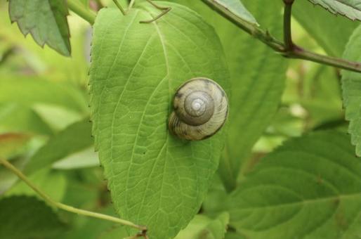 カタツムリ かたつむり,蝸牛,紫陽花の葉の写真素材
