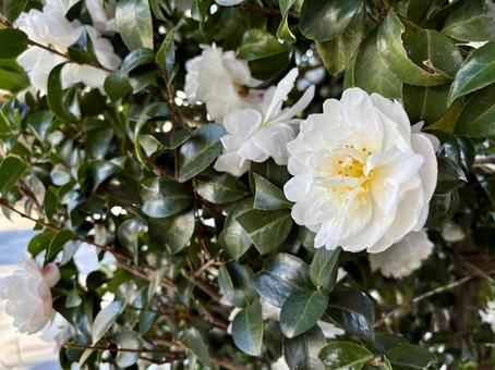 サザンカ 秋,冬,サザンカの写真素材