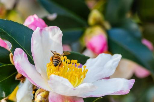 サザンカとミツバチ⑸の写真