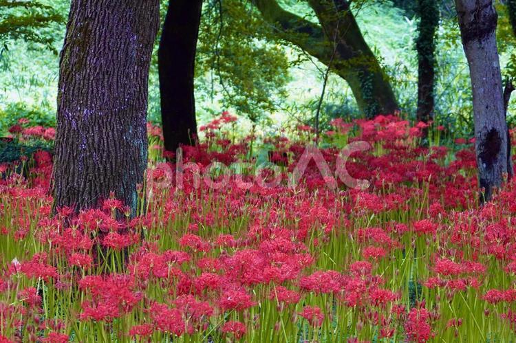 赤く美しい彼岸花 彼岸花,曼珠沙華,秋の写真素材