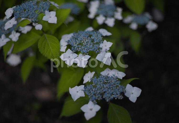 夕暮れのアジサイ 花,植物,アジサイの写真素材