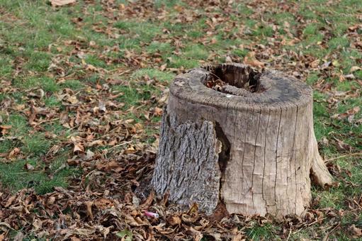 切り株 枯れ草,地面,株の写真素材