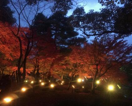 紅葉ライトアップ 紅葉ライトアップの写真