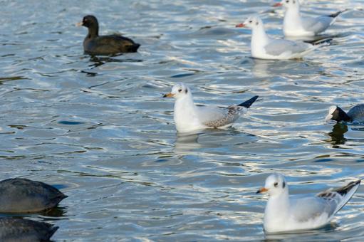波紋の水鏡に浮かぶ冬の水鳥 ユリカモメ,オオバン,鳥の写真素材