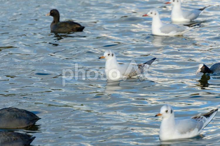 波紋の水鏡に浮かぶ冬の水鳥 ユリカモメ,オオバン,鳥の写真素材