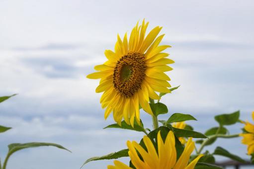 向日葵 向日葵 ひまわり,花,夏の写真素材