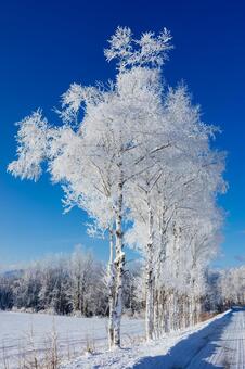 霧氷と青空 霧氷,大木,防風林の写真素材