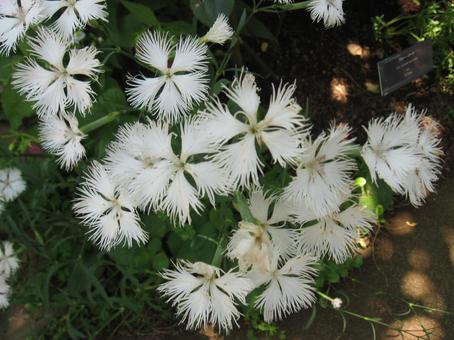 Nadesico, nadesico, white, early summer, JPG