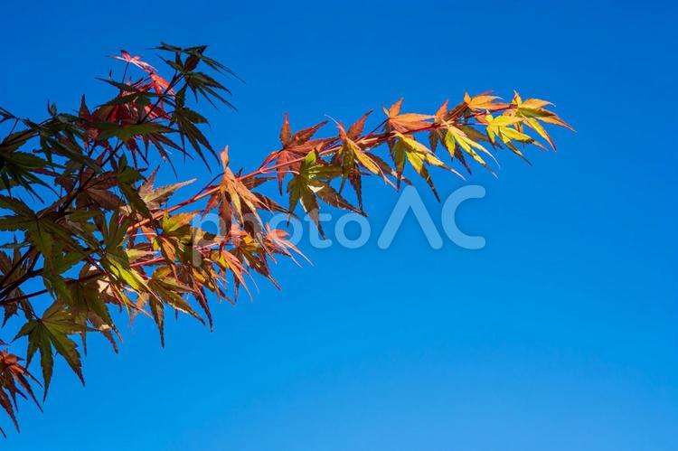 スカイブルーの紅葉 紅葉,モミジ,青空の写真素材