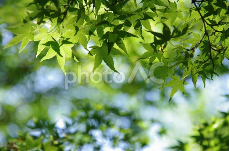 新緑のもみじ もみじ,グリーン,モミジの写真素材