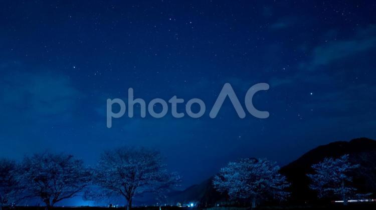 桜の壁と双子座 桜,花びら,壁の写真素材