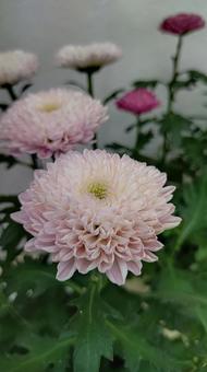 菊 菊 菊,ポンポンマム,夏菊の写真素材