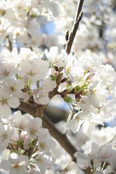 桜の花 桜の花の写真