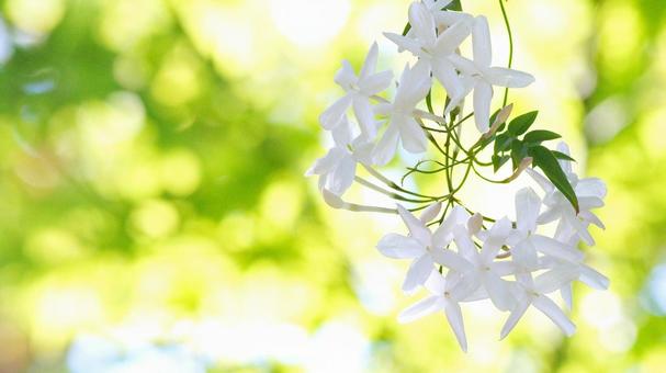 ジャスミン-114の写真