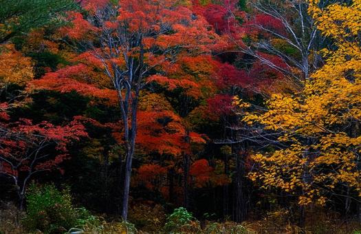 紅葉 紅葉の写真