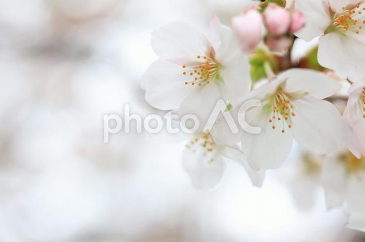 さくら　桜 桜,さくら,サクラの写真素材