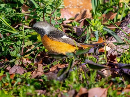 照片, 黄尾鸲, 乔比奥, 雄性daurian redstart, 