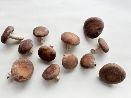 しいたけ3 椎茸,きのこ,たくさんの写真素材