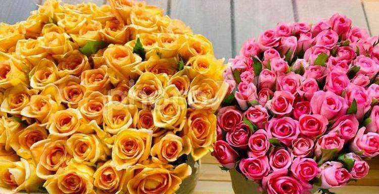 100本の薔薇 薔薇,バラ,ばらの写真素材