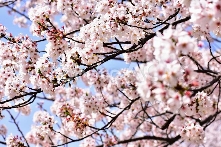 桜　ソメイヨシノ サクラ,桜,ソメイヨシノの写真素材