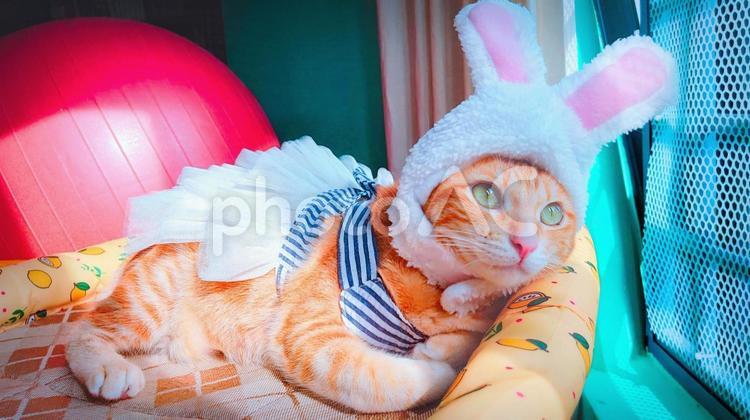ウサギコスプレ 動物,猫,コスプレの写真素材