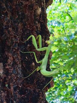 カマキリ カマキリの写真
