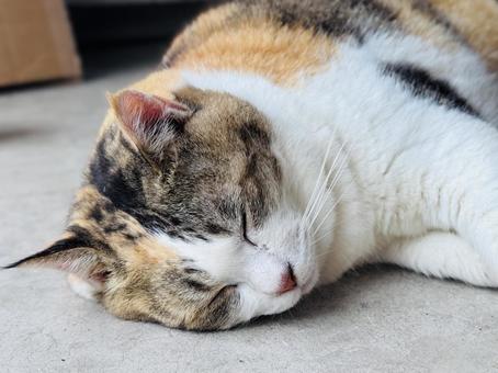 猫 ネコ,ねこ,ミケの写真素材