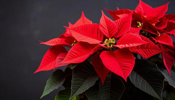 ポインセチアの赤い花　冬の植物の写真