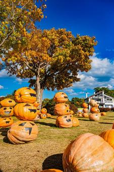 北海道　大沼公園秋の風景の写真