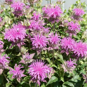 Monarda Flower Be Mine Pink, JPG Monarda Flower Be Mine Pink, JPG