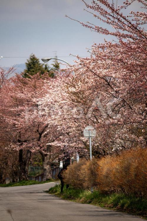 函館亀田川と並走する道路と桜並木 五稜郭タワー,亀田川,柳川橋の写真素材