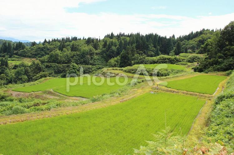 新潟魚沼　棚田 棚田,あぜ道,自然の写真素材