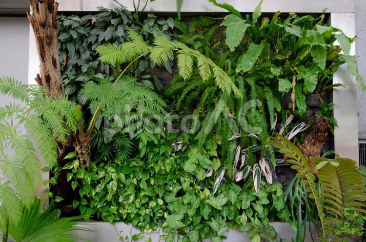 色々な種類の葉っぱ アップ,植物,葉の写真素材