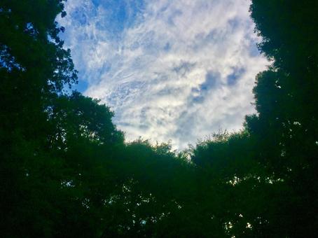 森と空 森と空の写真