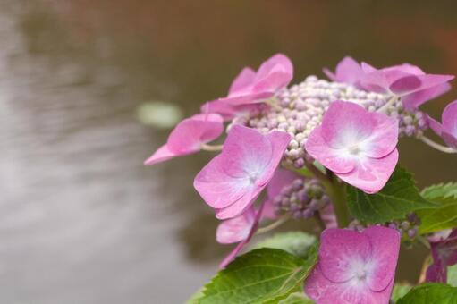 ガクアジサイ（ピンク色）　水面の写真