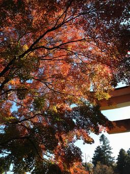 紅葉 紅葉の写真