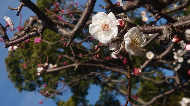 桜 桜,自然,春の写真素材