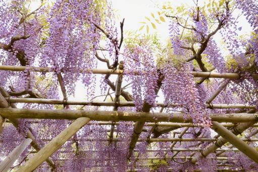 Blooming wisteria trellis, JPG