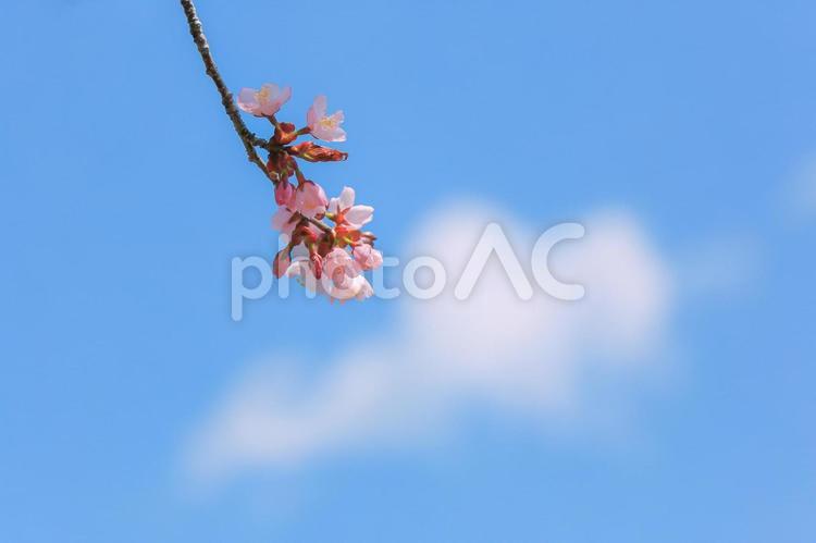 北海道の春と桜 ピンク色,木,屋外での写真素材